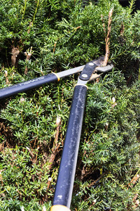 Symbolfoto Hecke schneiden