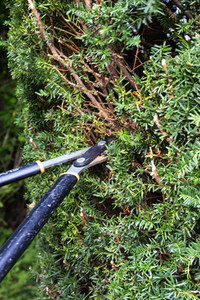 Symbolfoto Hecke schneiden