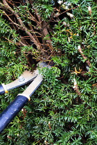 Symbolfoto Hecke schneiden
