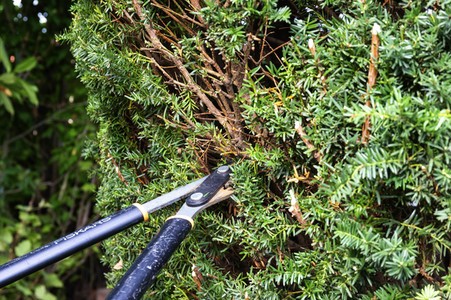 Symbolfoto Hecke schneiden