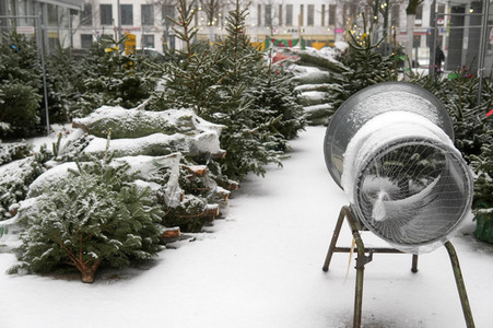 Symbolfoto Weihnachtsbaumverkauf