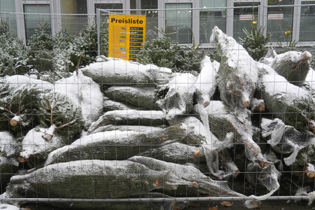 Symbolfoto Weihnachtsbaumverkauf