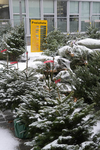 Symbolfoto Weihnachtsbaumverkauf