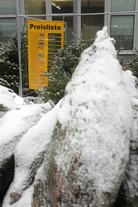 Symbolfoto Weihnachtsbaumverkauf