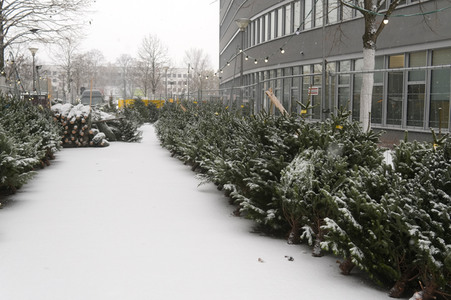 Symbolfoto Weihnachtsbaumverkauf