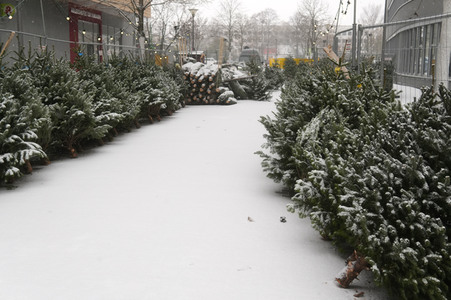Symbolfoto Weihnachtsbaumverkauf