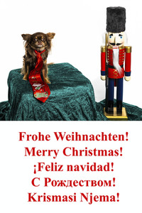 Symbolfoto Hund als Weihnachtsgesschenk