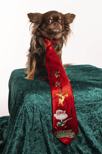 Symbolfoto Hund als Weihnachtsgesschenk