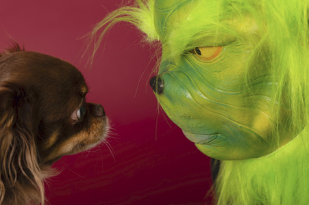 Symbolfoto Hund als Weihnachtsgesschenk