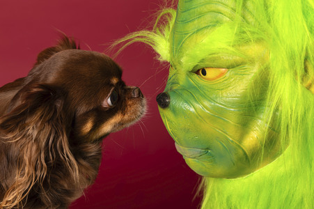 Symbolfoto Hund als Weihnachtsgesschenk