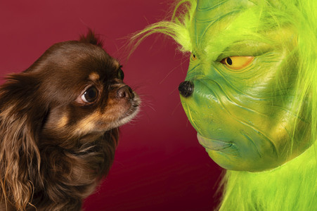 Symbolfoto Hund als Weihnachtsgesschenk