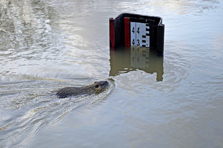 Hochwasser in Görlitz