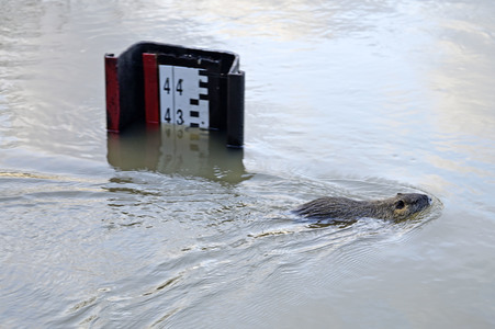 Hochwasser in Görlitz