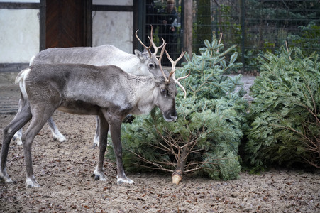 Weihnachtsbaumfütterung im Zoo Berlin
