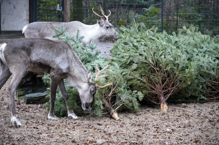 Weihnachtsbaumfütterung im Zoo Berlin