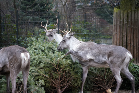 Weihnachtsbaumfütterung im Zoo Berlin