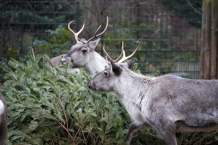Weihnachtsbaumfütterung im Zoo Berlin