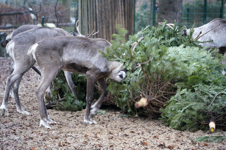 Weihnachtsbaumfütterung im Zoo Berlin