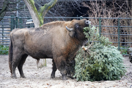 Weihnachtsbaumfütterung im Zoo Berlin