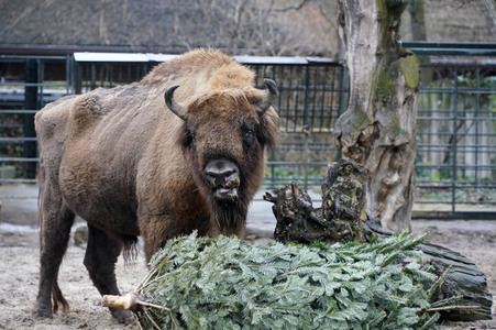Weihnachtsbaumfütterung im Zoo Berlin