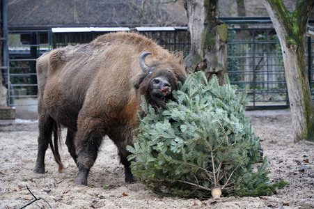 Weihnachtsbaumfütterung im Zoo Berlin