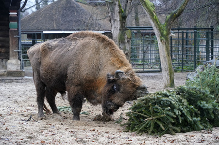 Weihnachtsbaumfütterung im Zoo Berlin