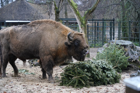 Weihnachtsbaumfütterung im Zoo Berlin