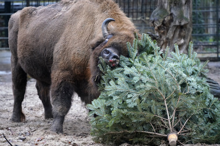 Weihnachtsbaumfütterung im Zoo Berlin