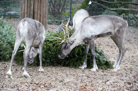 Weihnachtsbaumfütterung im Zoo Berlin