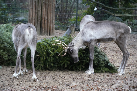 Weihnachtsbaumfütterung im Zoo Berlin
