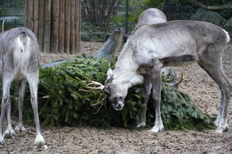 Weihnachtsbaumfütterung im Zoo Berlin