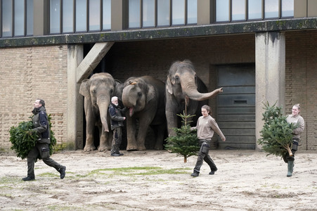 Weihnachtsbaumfütterung im Zoo Berlin
