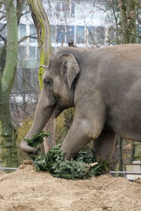 Weihnachtsbaumfütterung im Zoo Berlin