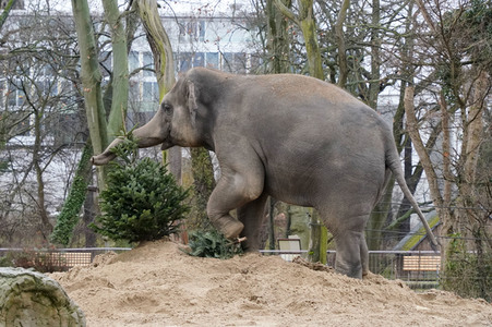 Weihnachtsbaumfütterung im Zoo Berlin