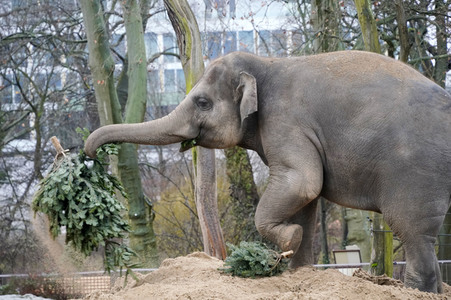 Weihnachtsbaumfütterung im Zoo Berlin