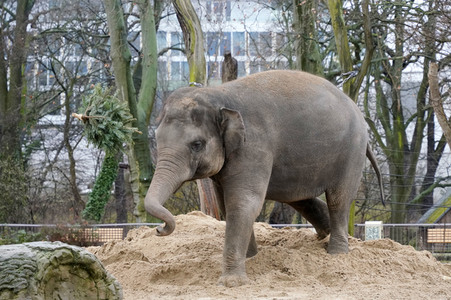 Weihnachtsbaumfütterung im Zoo Berlin