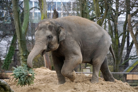 Weihnachtsbaumfütterung im Zoo Berlin