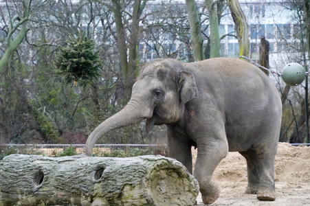 Weihnachtsbaumfütterung im Zoo Berlin