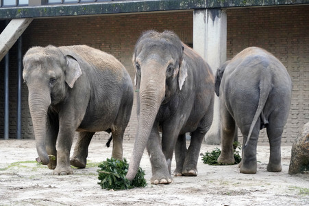 Weihnachtsbaumfütterung im Zoo Berlin