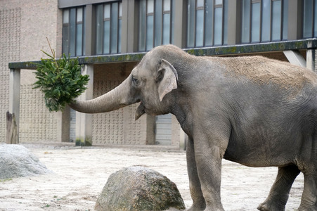 Weihnachtsbaumfütterung im Zoo Berlin