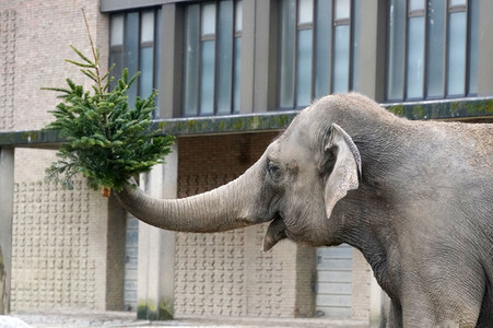 Weihnachtsbaumfütterung im Zoo Berlin