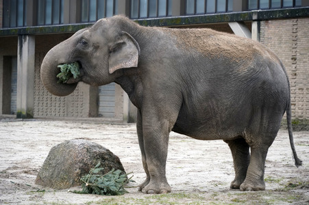Weihnachtsbaumfütterung im Zoo Berlin