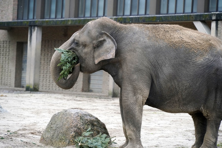 Weihnachtsbaumfütterung im Zoo Berlin
