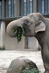 Weihnachtsbaumfütterung im Zoo Berlin