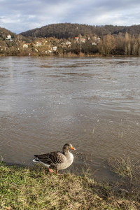 Elbe-Hochwasser in Dresden