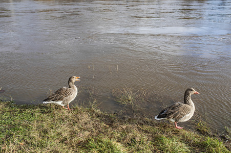 Elbe-Hochwasser in Dresden