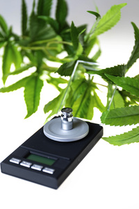 Symbolfoto Cannabis-Legalisierung