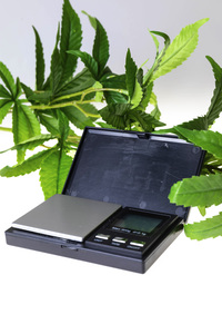 Symbolfoto Cannabis-Legalisierung