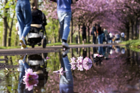 Kirschblüte in Berlin