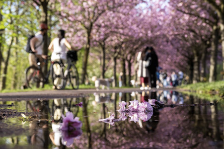 Kirschblüte in Berlin